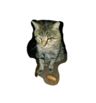 stray cat .he is NYANGOROW（個別スタンプ：3）
