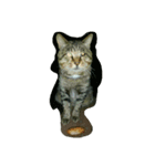 stray cat .he is NYANGOROW（個別スタンプ：5）