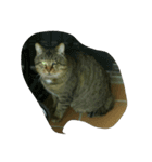 stray cat .he is NYANGOROW（個別スタンプ：6）