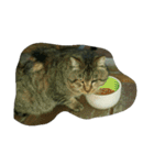 stray cat .he is NYANGOROW（個別スタンプ：7）