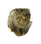 stray cat .he is NYANGOROW（個別スタンプ：9）