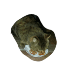 stray cat .he is NYANGOROW（個別スタンプ：11）