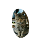 stray cat .he is NYANGOROW（個別スタンプ：12）