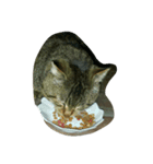 stray cat .he is NYANGOROW（個別スタンプ：13）