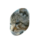 stray cat .he is NYANGOROW（個別スタンプ：14）