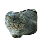 stray cat .he is NYANGOROW（個別スタンプ：15）