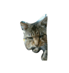 stray cat .he is NYANGOROW（個別スタンプ：16）