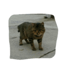 stray cat .he is NYANGOROW（個別スタンプ：17）
