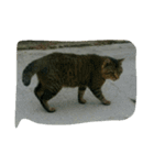 stray cat .he is NYANGOROW（個別スタンプ：18）