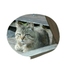 stray cat .he is NYANGOROW（個別スタンプ：20）