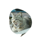 stray cat .he is NYANGOROW（個別スタンプ：22）