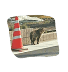 stray cat .he is NYANGOROW（個別スタンプ：23）
