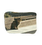 stray cat .he is NYANGOROW（個別スタンプ：24）