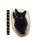 黒猫 しょこらさん（個別スタンプ：1）