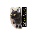 黒猫 しょこらさん（個別スタンプ：2）
