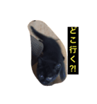 黒猫 しょこらさん（個別スタンプ：3）