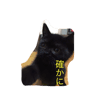 黒猫 しょこらさん（個別スタンプ：5）