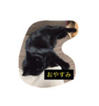 黒猫 しょこらさん（個別スタンプ：6）