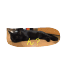 黒猫 しょこらさん（個別スタンプ：7）