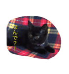 黒猫 しょこらさん（個別スタンプ：9）