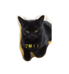 黒猫 しょこらさん（個別スタンプ：11）