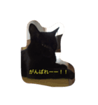 黒猫 しょこらさん（個別スタンプ：13）