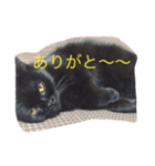 黒猫 しょこらさん（個別スタンプ：14）