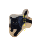 黒猫 しょこらさん（個別スタンプ：15）