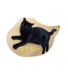 黒猫 しょこらさん（個別スタンプ：16）