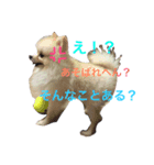 ぽこぽむの優雅な日常（個別スタンプ：1）