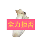 ぽこぽむの優雅な日常（個別スタンプ：2）