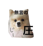 ぽこぽむの優雅な日常（個別スタンプ：3）