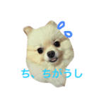 ぽこぽむの優雅な日常（個別スタンプ：4）