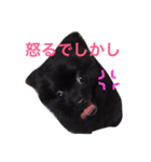 ぽこぽむの優雅な日常（個別スタンプ：6）
