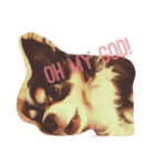 まろ眉チワワのぴーす（個別スタンプ：3）