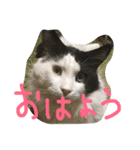 池田家の愉快な仲間達（個別スタンプ：1）