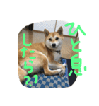 池田家の愉快な仲間達（個別スタンプ：10）