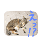 池田家の愉快な仲間達（個別スタンプ：19）