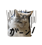 池田家の愉快な仲間達（個別スタンプ：22）