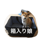 池田家の愉快な仲間達（個別スタンプ：31）