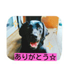 黒ラブのむさし（個別スタンプ：4）
