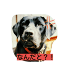 黒ラブのむさし（個別スタンプ：5）