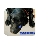 黒ラブのむさし（個別スタンプ：7）