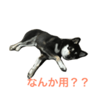 黒柴あずき1（個別スタンプ：2）