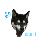 黒柴あずき1（個別スタンプ：3）