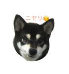 黒柴あずき1（個別スタンプ：4）
