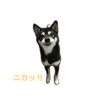 黒柴あずき1（個別スタンプ：8）
