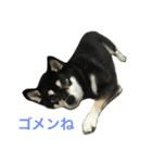 黒柴あずき1（個別スタンプ：10）