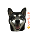黒柴あずき1（個別スタンプ：11）