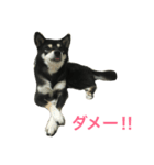 黒柴あずき1（個別スタンプ：13）